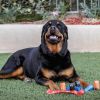 Pet Supplies Dog Bags  Waste Refuse Cleanup Outdoor Puppy Leak